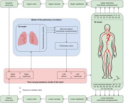 Closed-Loop Multiscale Computational Model of Human Blood Circulation. Applications to Ballistocardiography